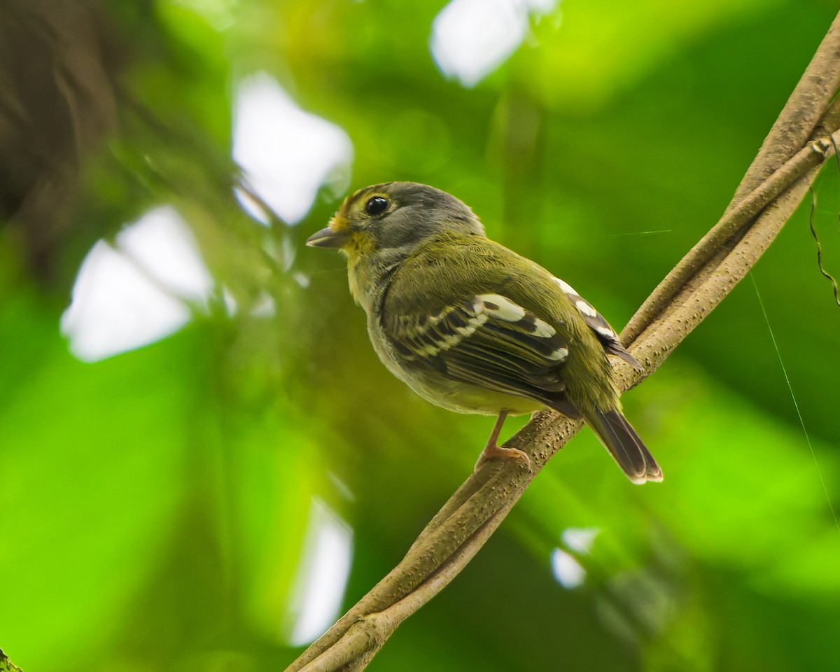 Wing-barred Piprites - ML644245967