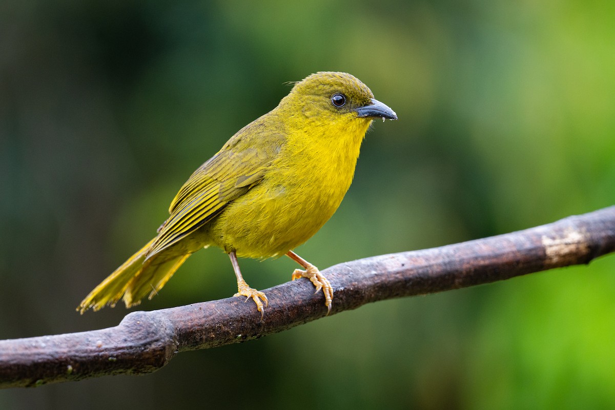 Mitrospin viréon - ML644245978