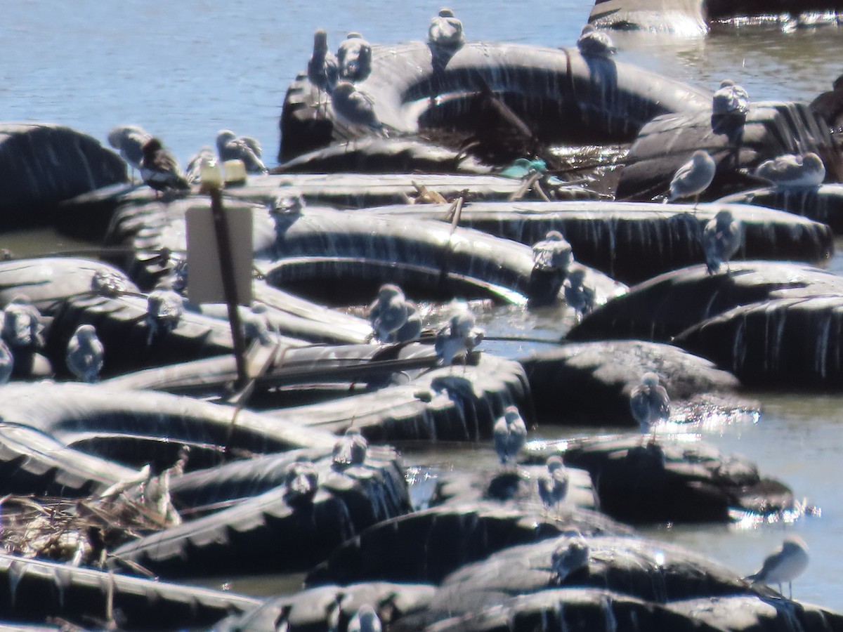 gull sp. - ML644245981