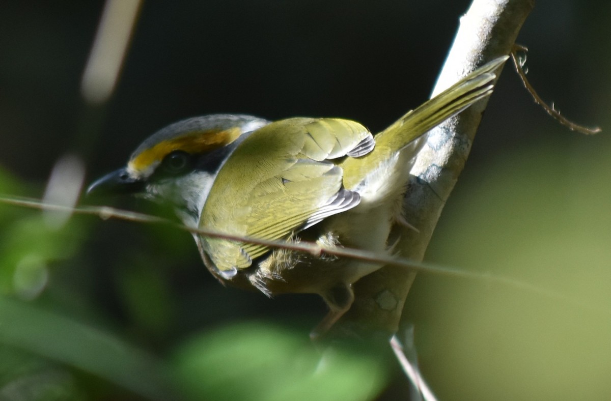 Chestnut-sided Shrike-Vireo - ML644245982