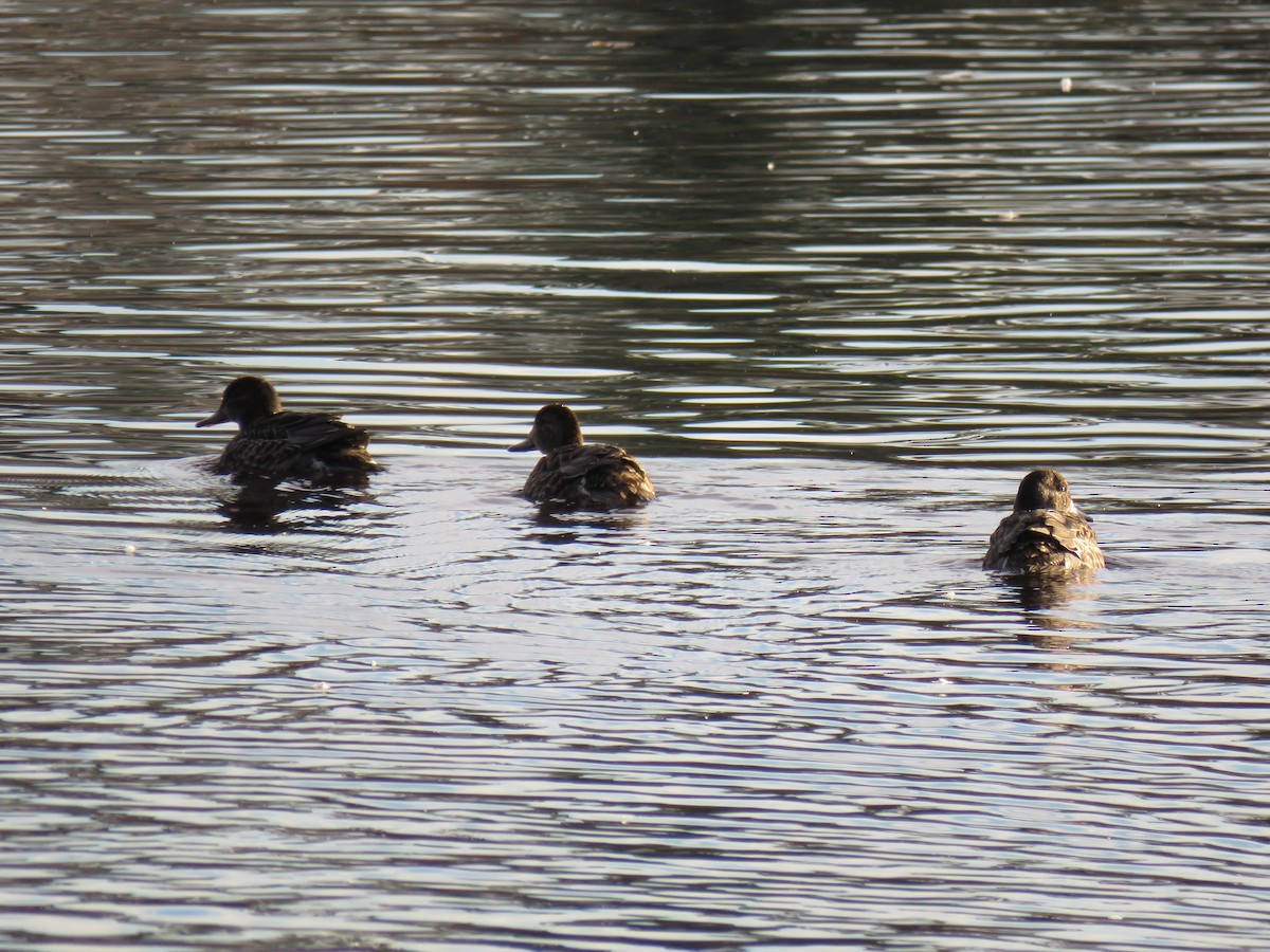 Green-winged Teal - ML644245990