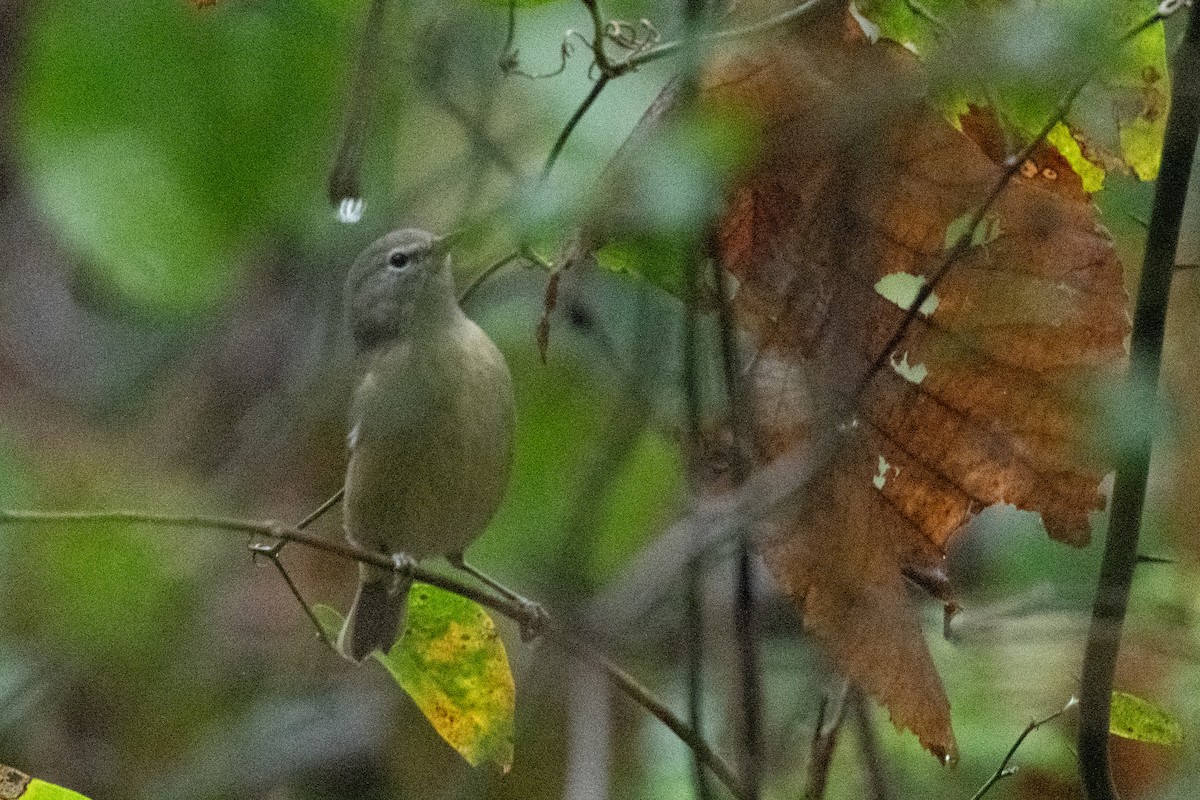 Turuncu Taçlı Ötleğen - ML644245995