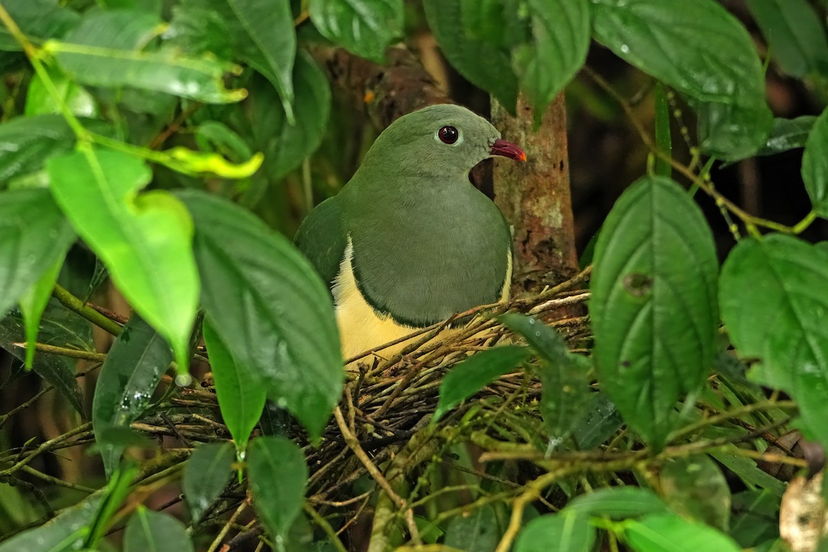 Cream-breasted Fruit-Dove - ML644246002