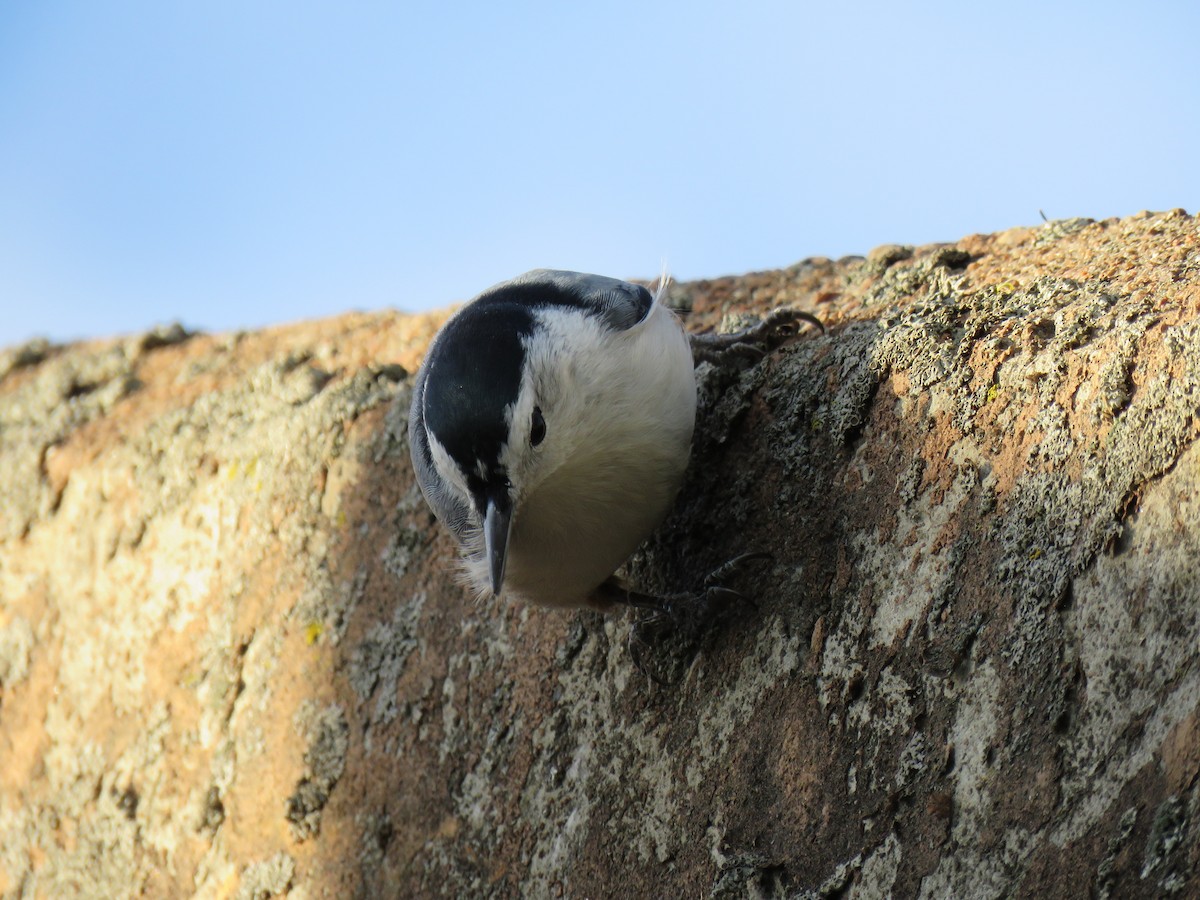 Sittelle à poitrine blanche - ML644246042