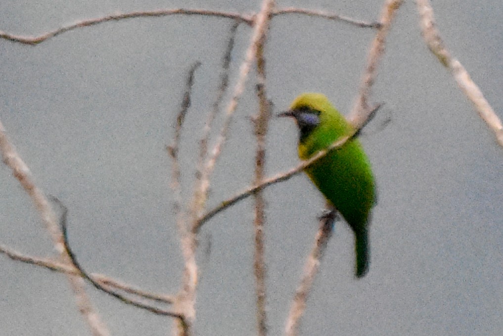 Orange-bellied Leafbird - ML644246049