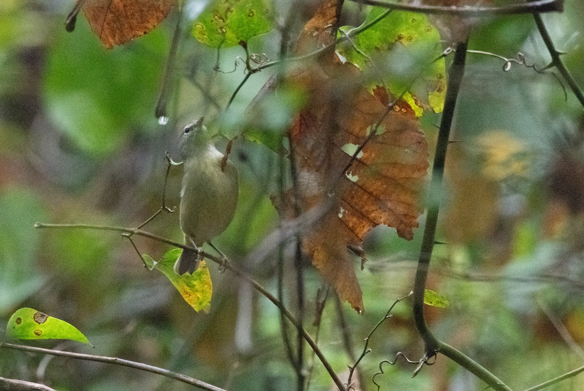 Turuncu Taçlı Ötleğen - ML644246057