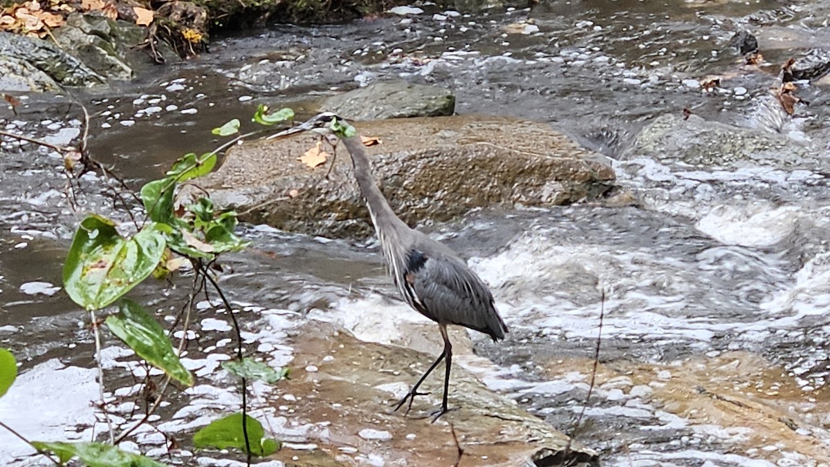 Great Blue Heron - ML644246080