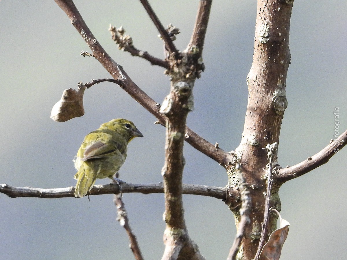 Yellow-faced Grassquit - ML644246121