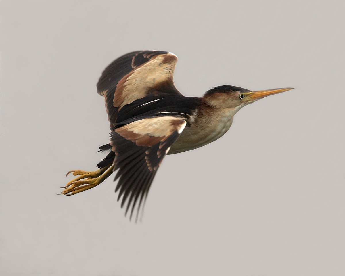 Petit Blongios - ML644246142