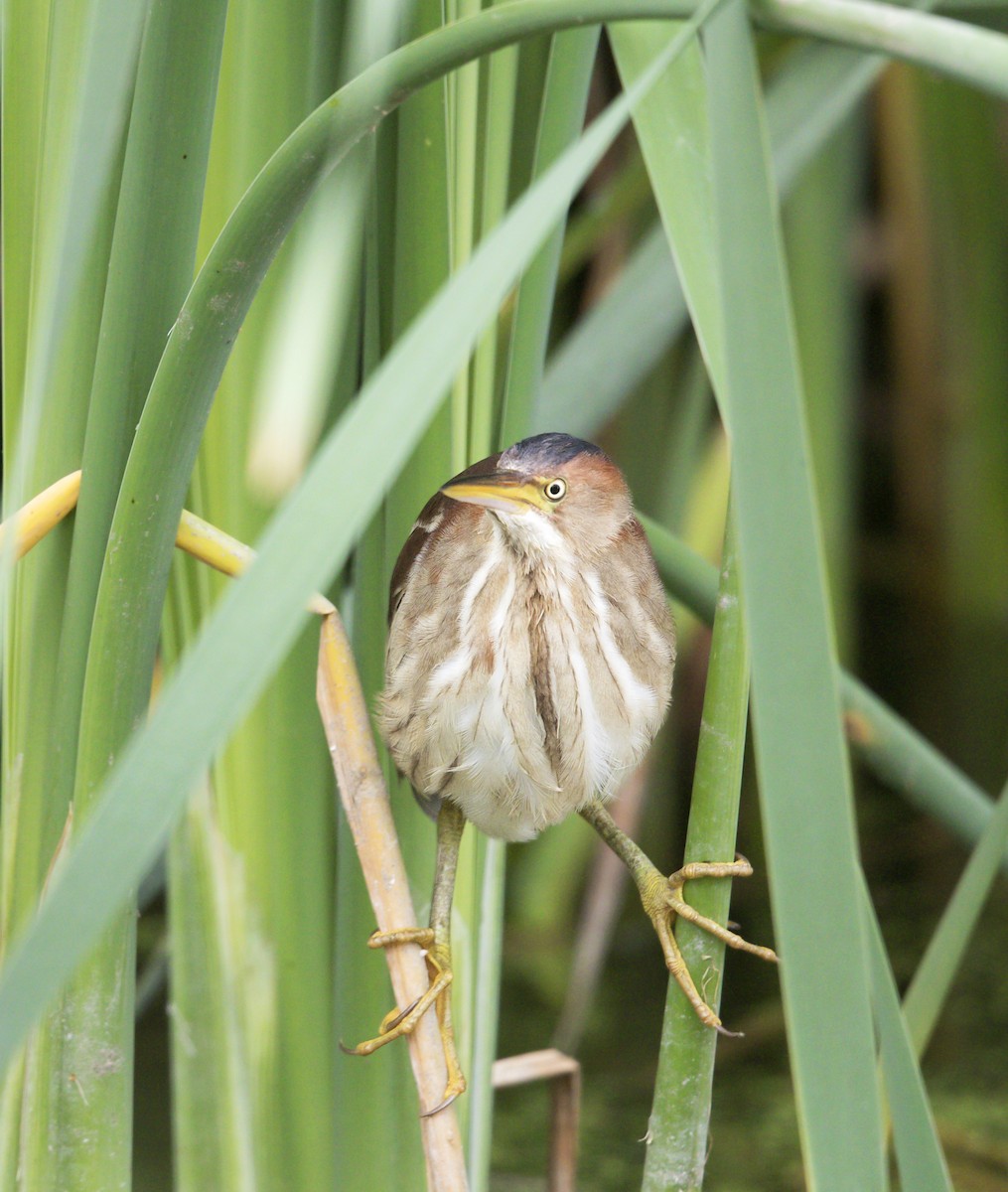 Petit Blongios - ML644246143