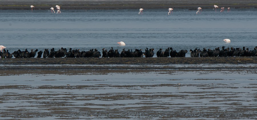 キノドハナグロウ - ML644246144