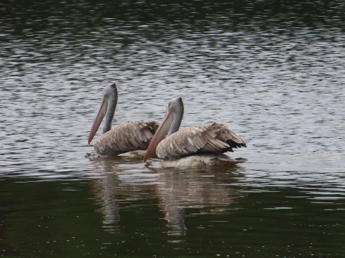 Graupelikan - ML644246151