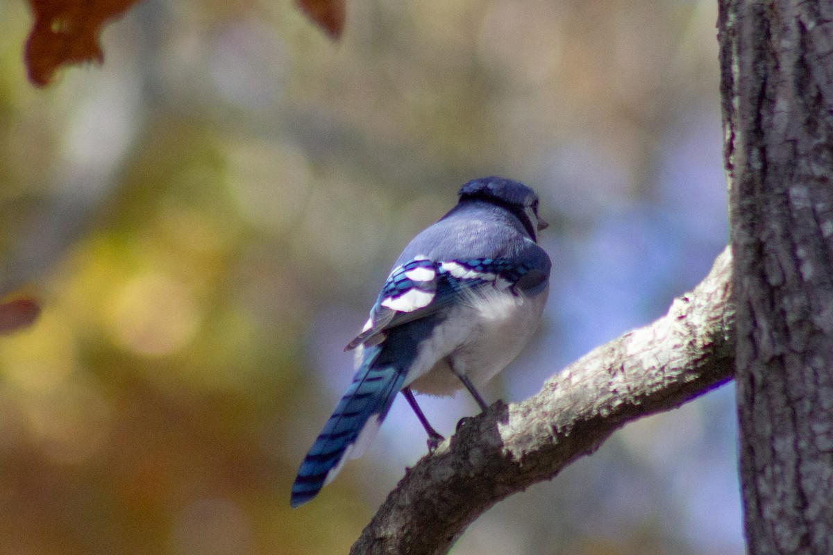 Blue Jay - ML644246167