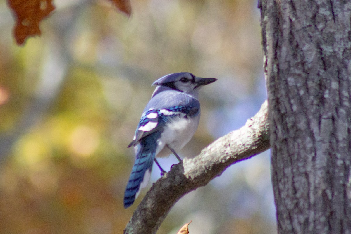 Blue Jay - ML644246168