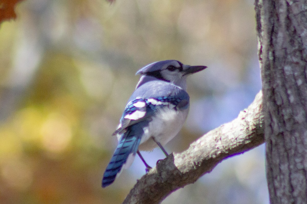 Blue Jay - ML644246169