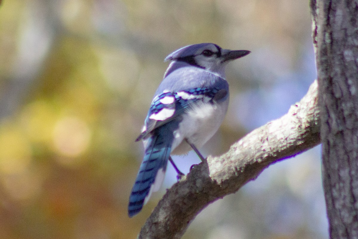 Blue Jay - ML644246170