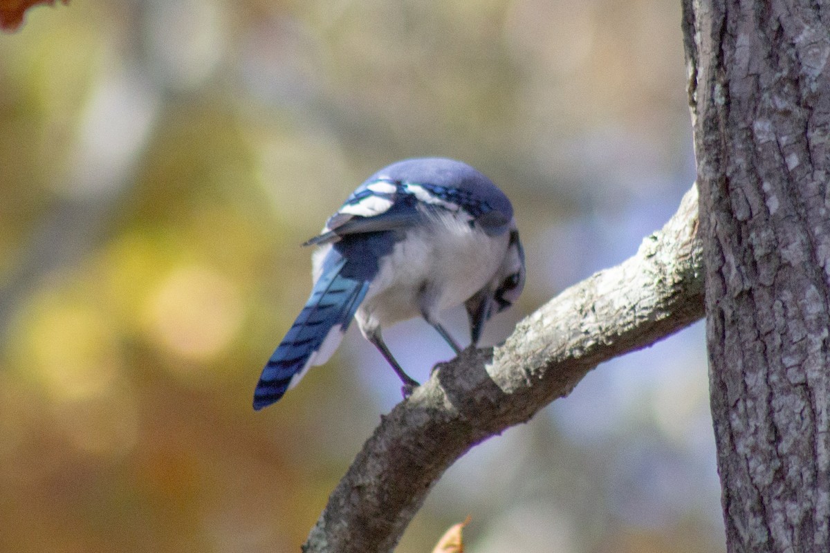 Blue Jay - ML644246171