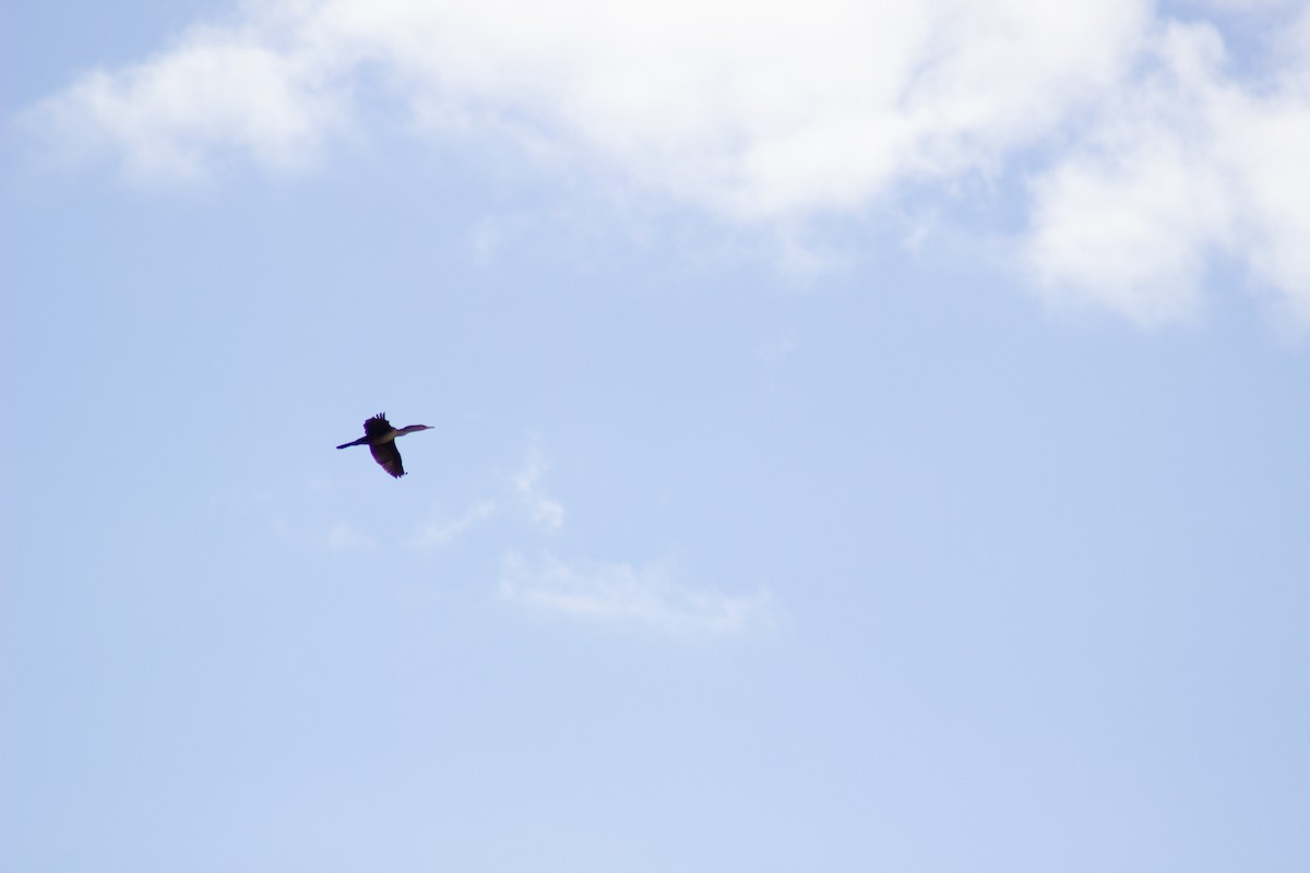 ミミヒメウ - ML644246193