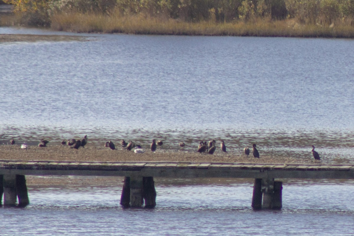 ミミヒメウ - ML644246194