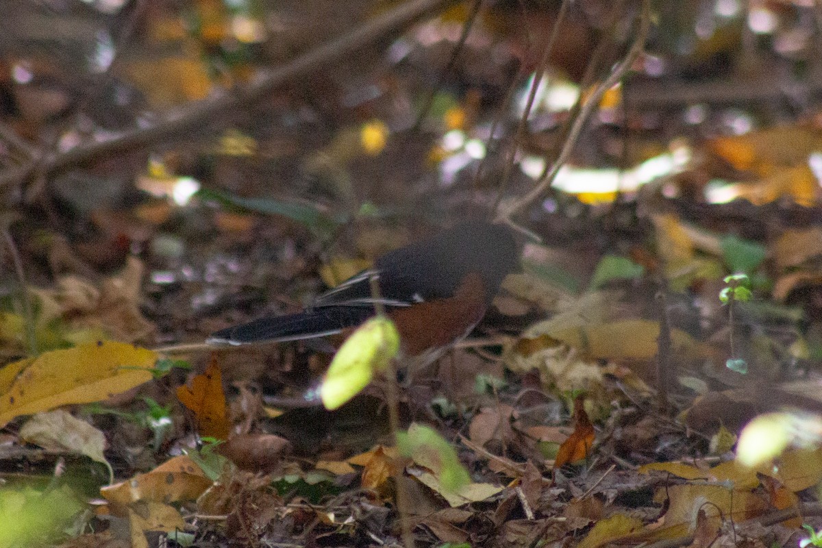 ワキアカトウヒチョウ - ML644246198