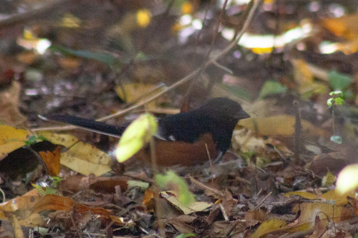 ワキアカトウヒチョウ - ML644246199