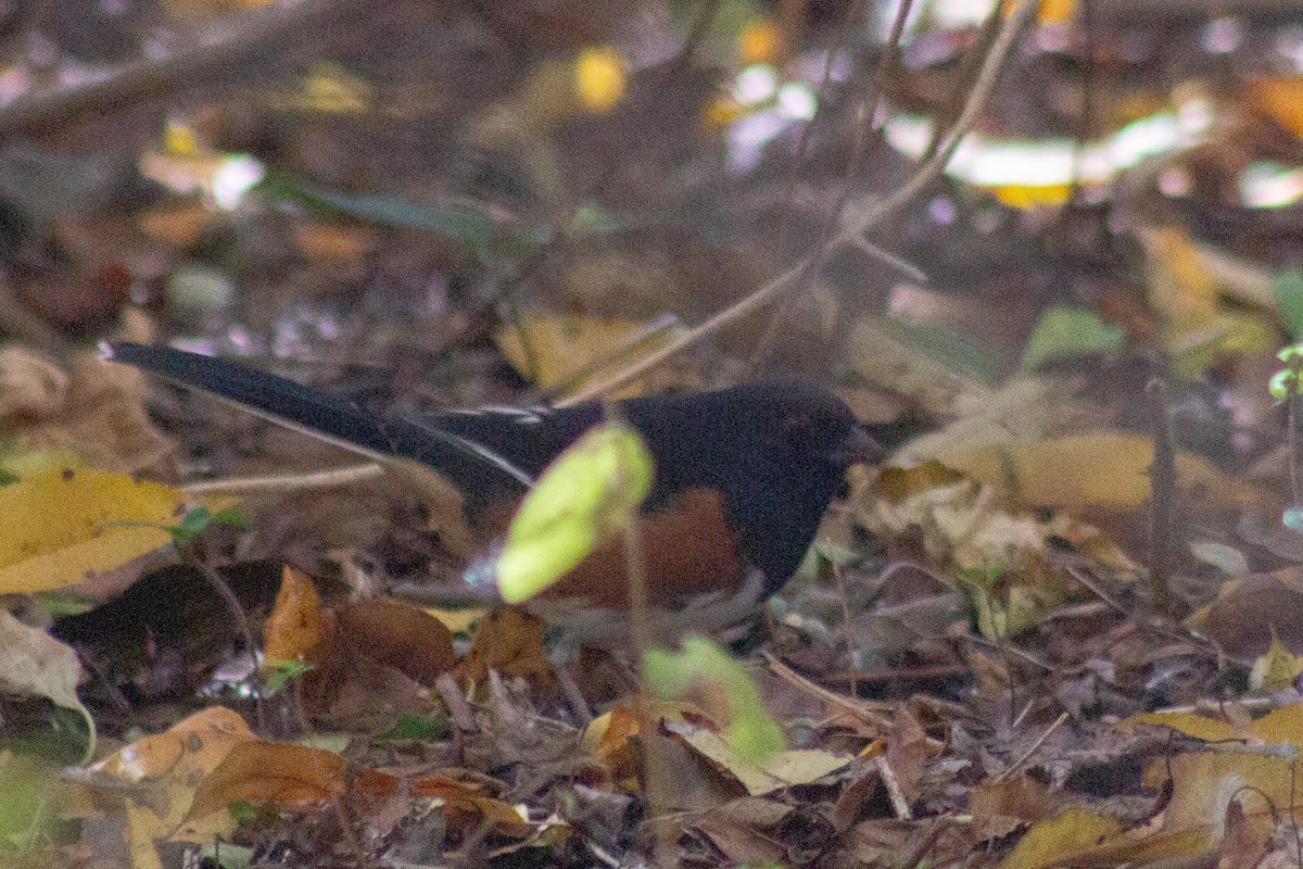 ワキアカトウヒチョウ - ML644246200