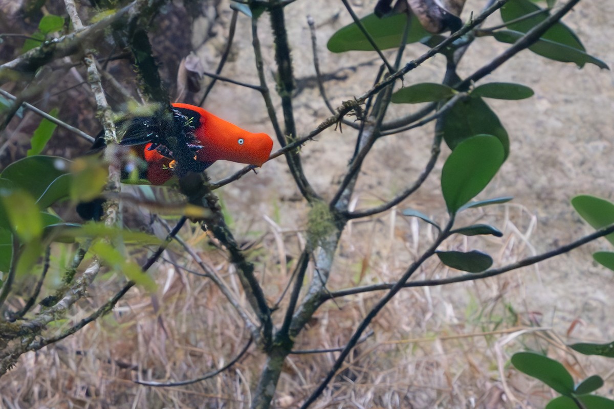 Andean Cock-of-the-rock - ML644246203