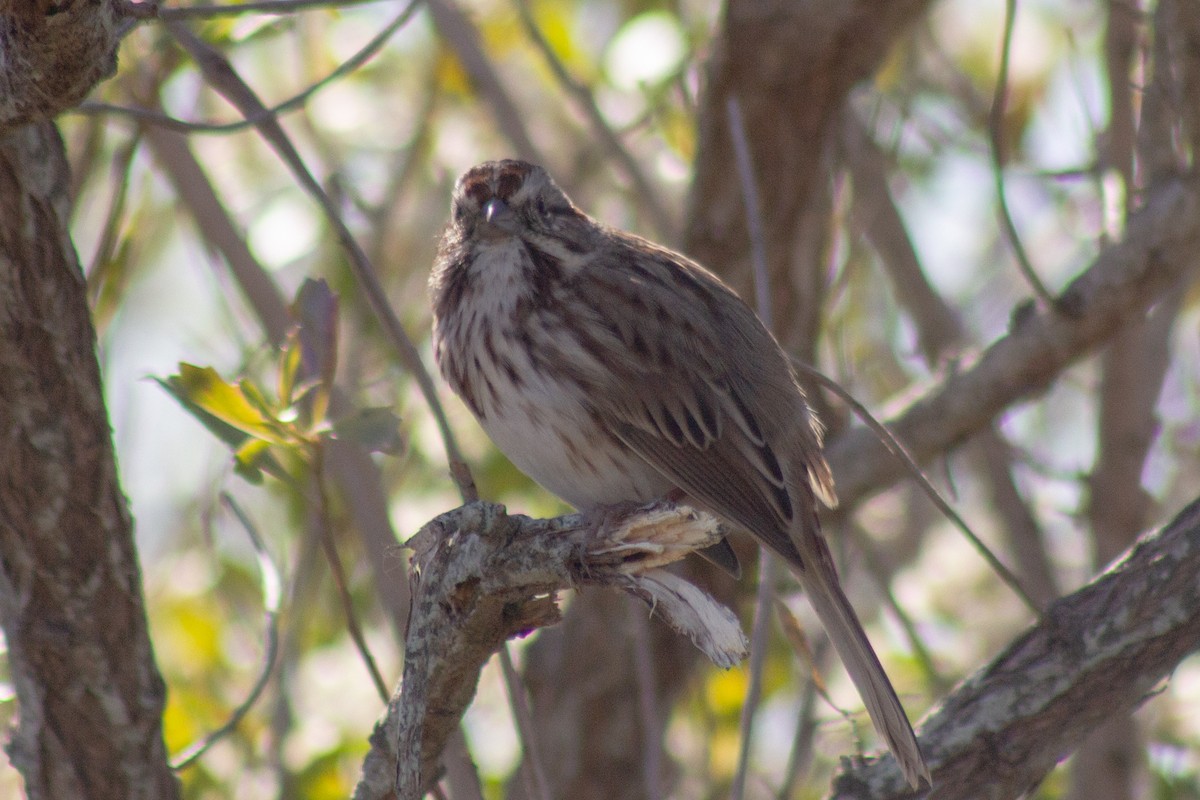 ウタスズメ - ML644246210