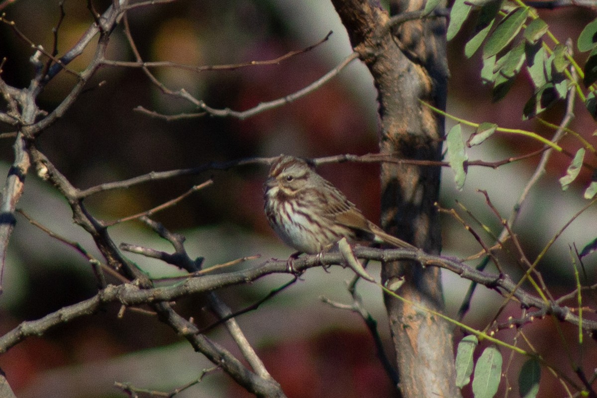 ウタスズメ - ML644246211