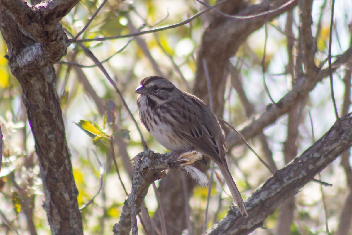 ウタスズメ - ML644246212