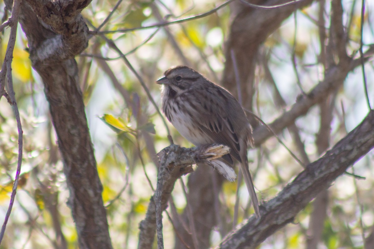 ウタスズメ - ML644246213