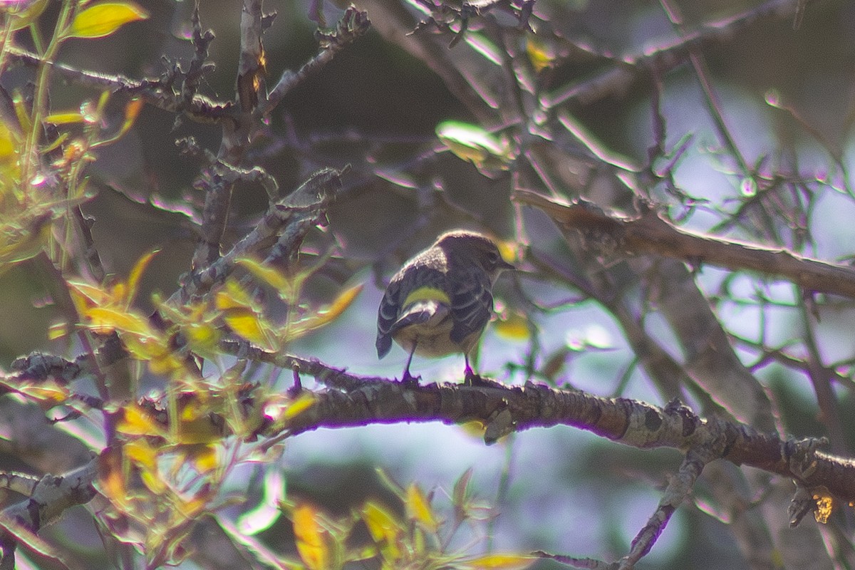 キヅタアメリカムシクイ - ML644246226