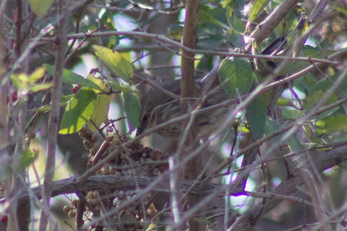 キヅタアメリカムシクイ - ML644246227