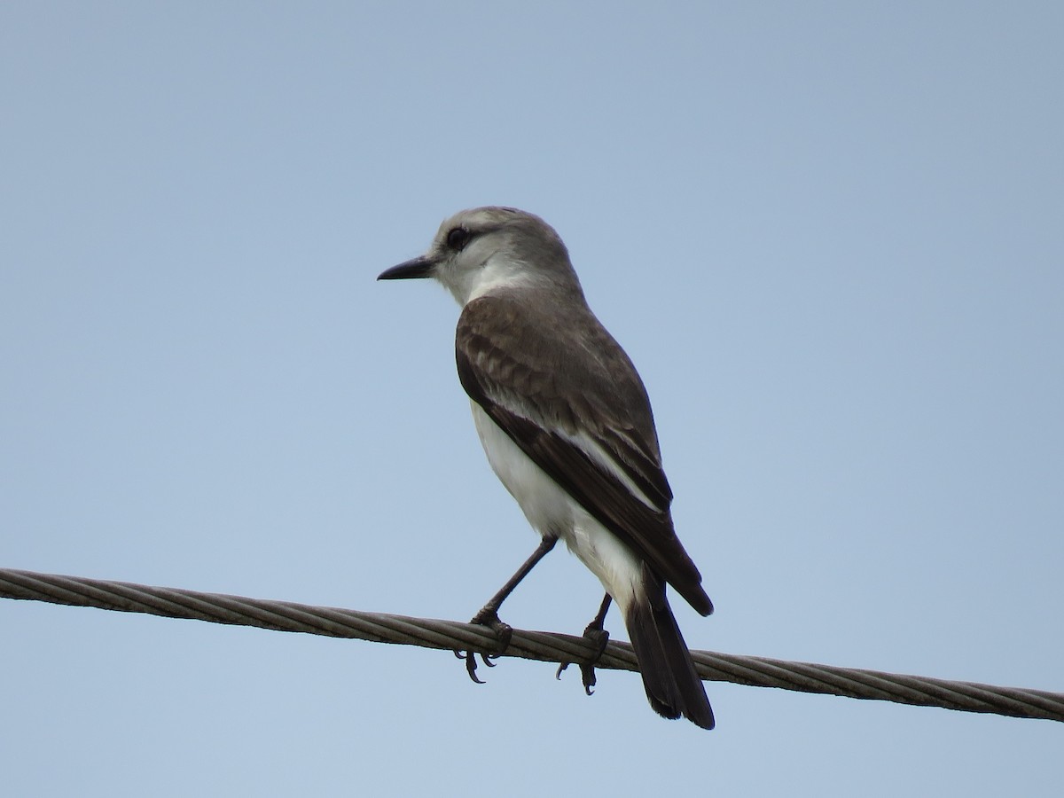 White-rumped Monjita - ML644246251