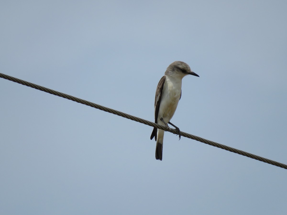 White-rumped Monjita - ML644246253