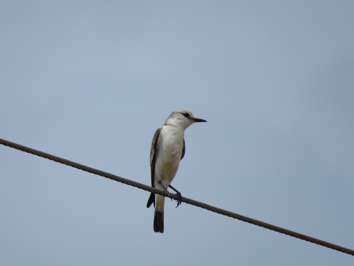 White-rumped Monjita - ML644246254