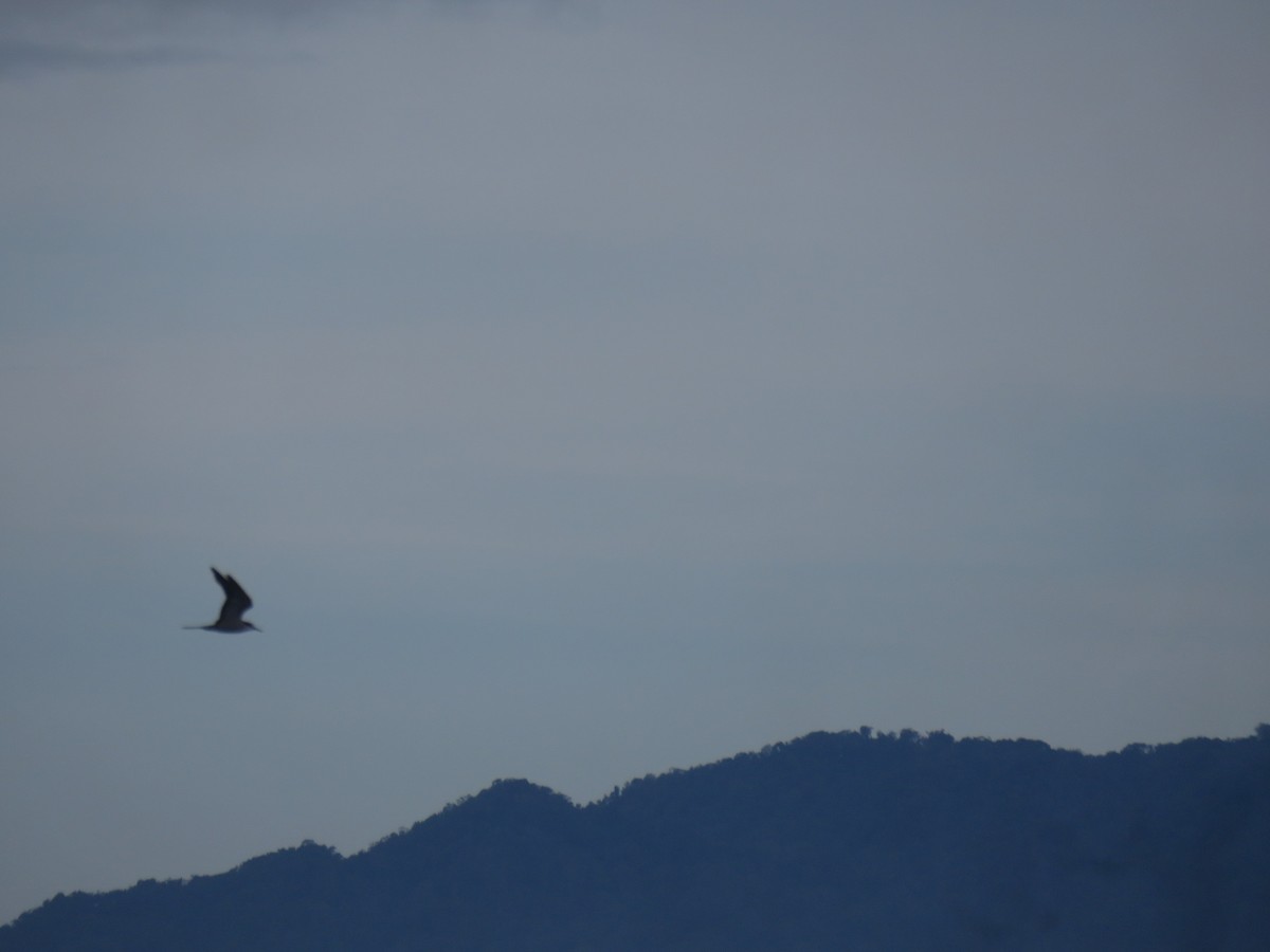 Sterne bridée - ML644246262