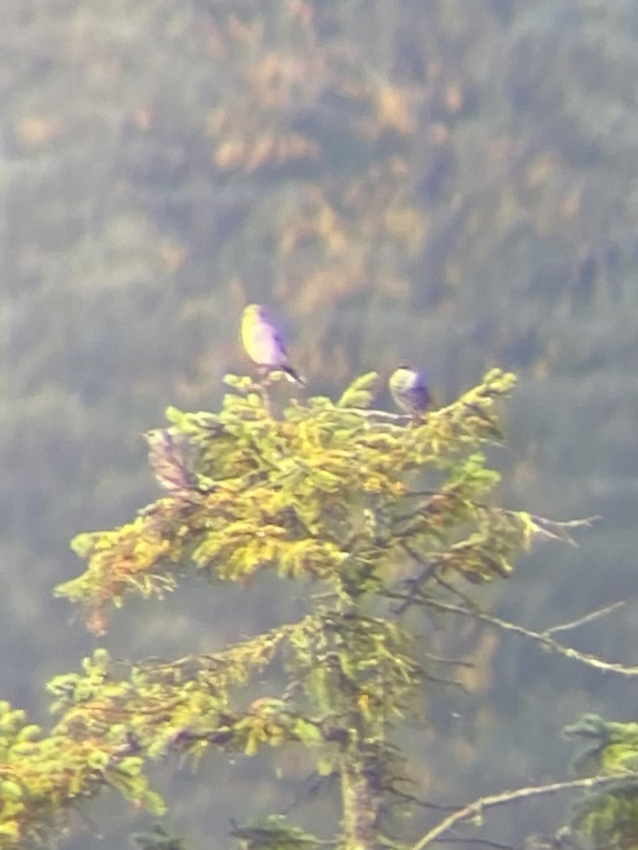 Pie-grièche boréale - ML644246281