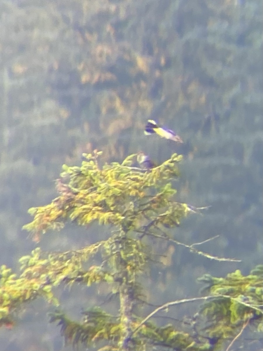 Pie-grièche boréale - ML644246282