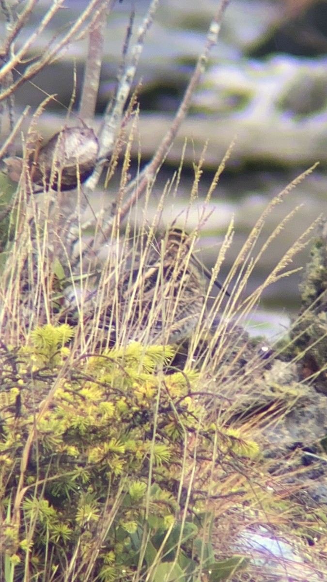 Bécassine de Wilson - ML644246297