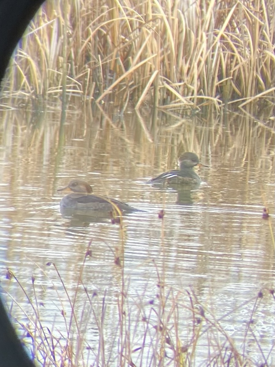 Harle couronné - ML644246306