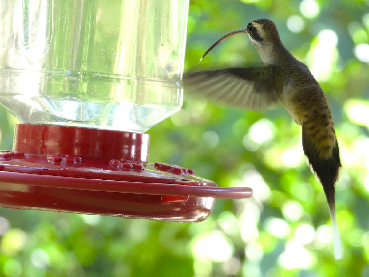 Long-billed Hermit - ML644246315