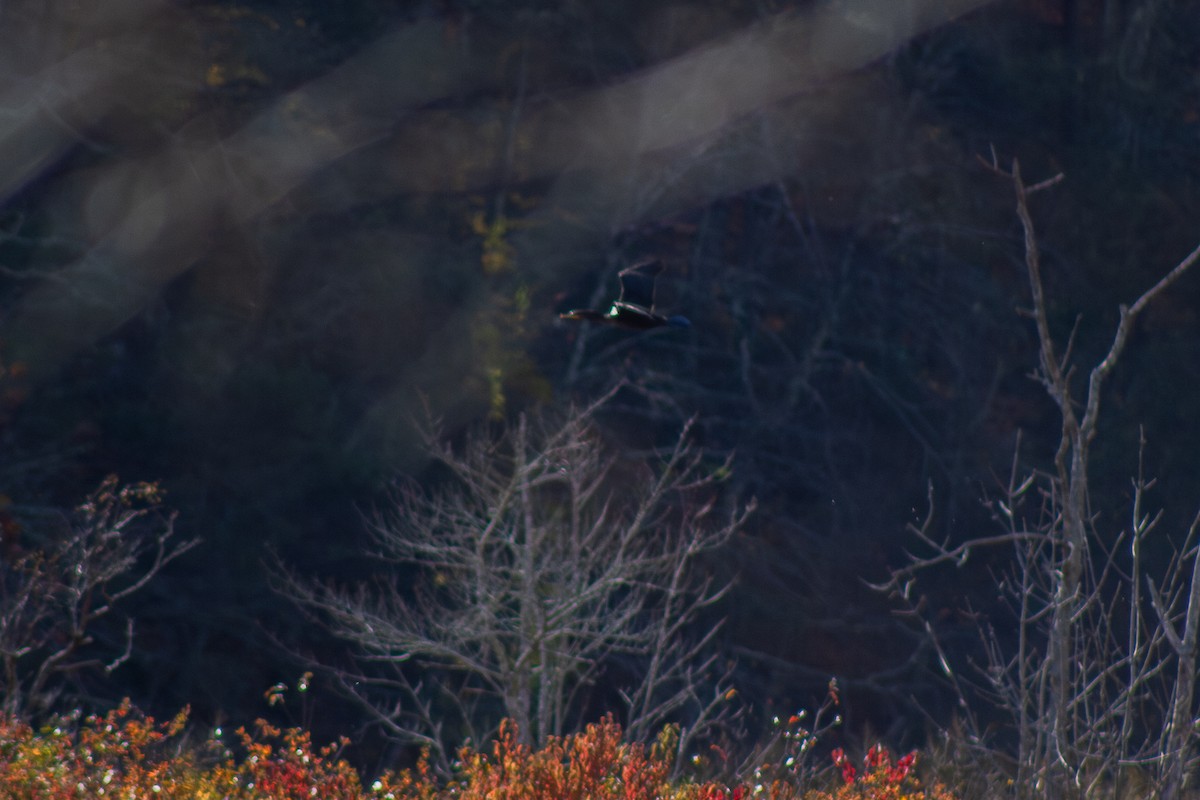 Double-crested Cormorant - ML644246319