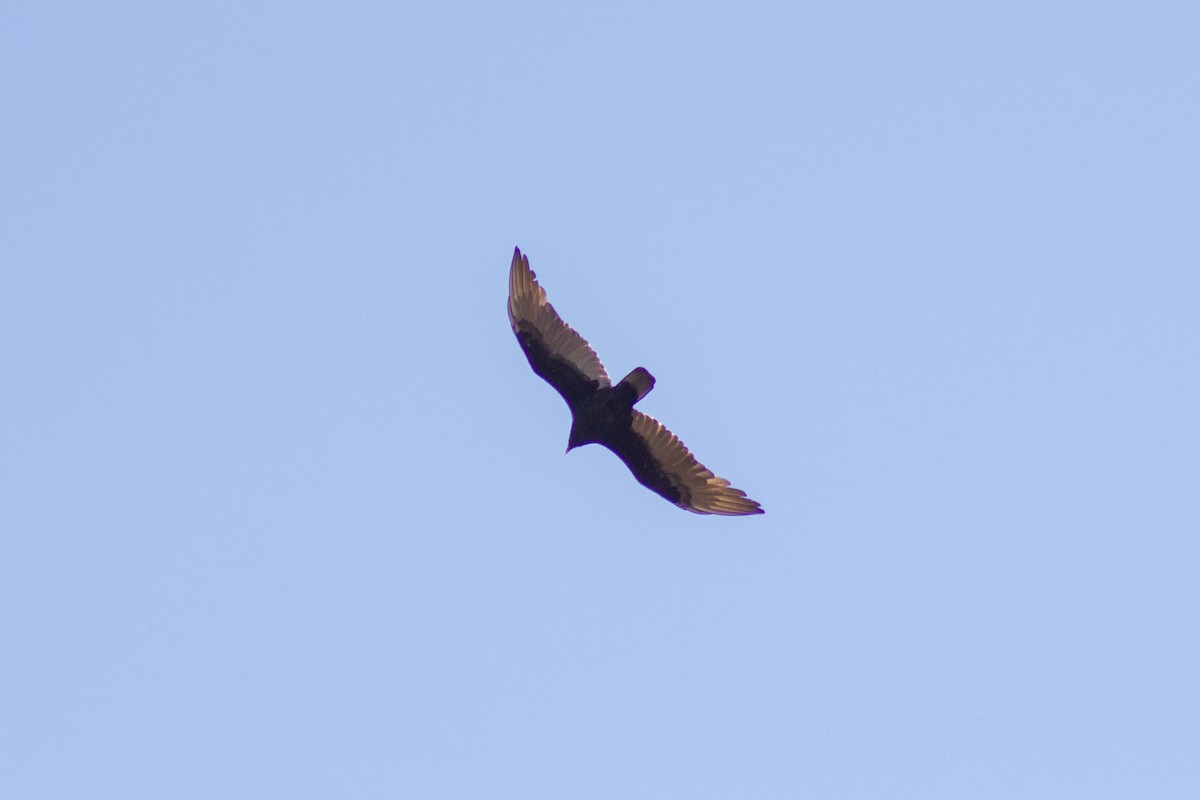 Turkey Vulture - ML644246328