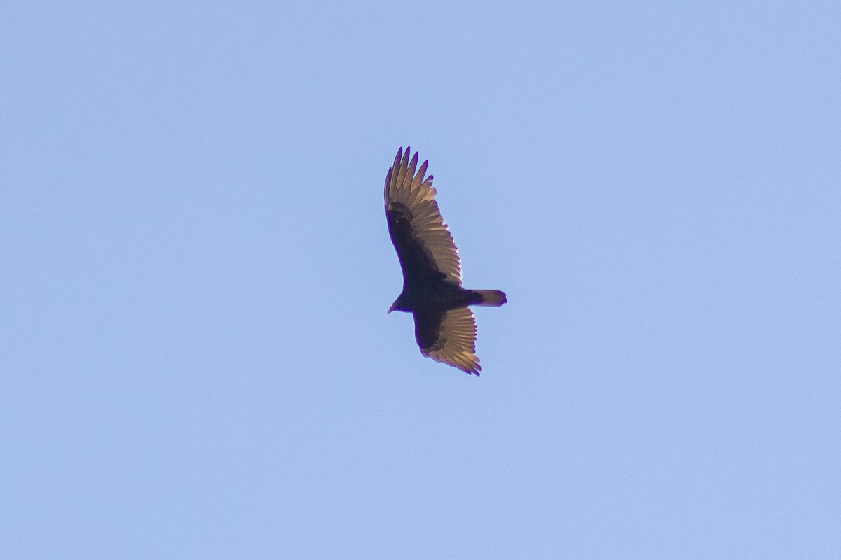 Turkey Vulture - ML644246329