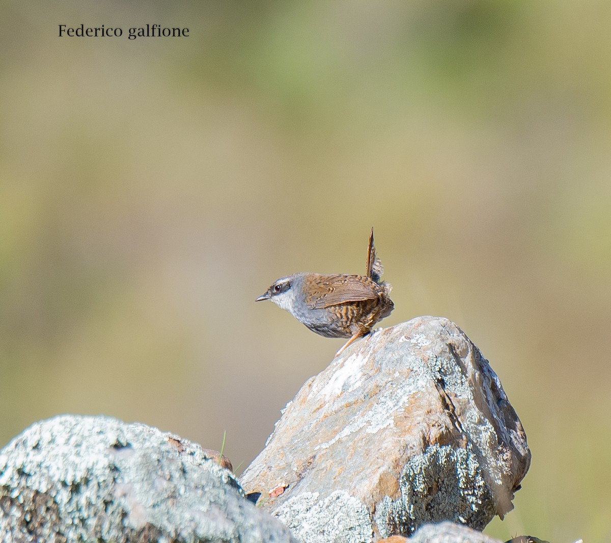 tarijatapakulo - ML644246331