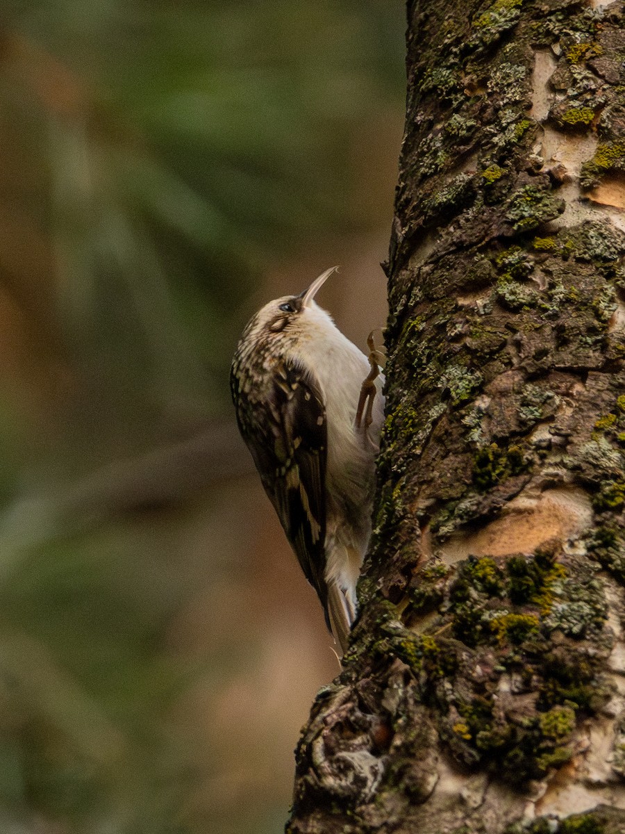 Brown Creeper - ML644246332