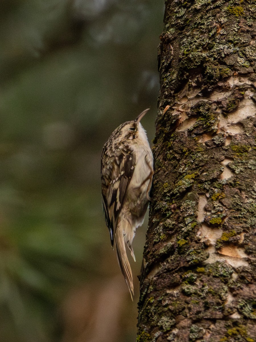 Brown Creeper - ML644246333