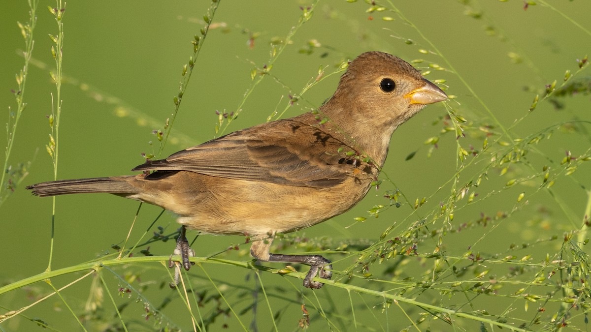 Indigo Bunting - ML644246335