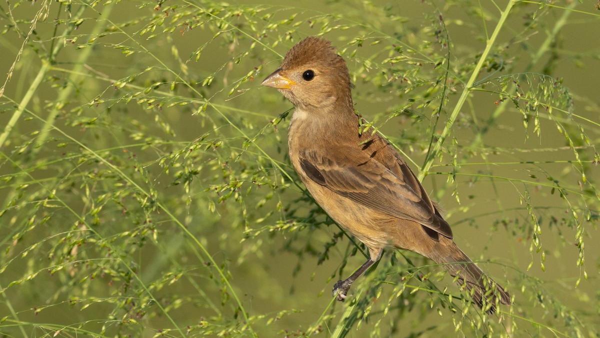 Indigo Bunting - ML644246336
